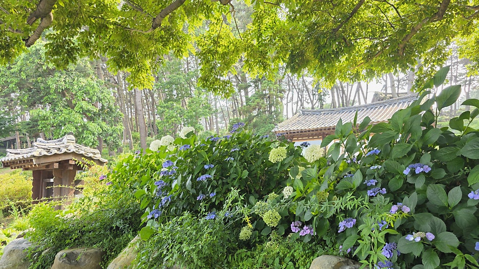 죽도 사진 6