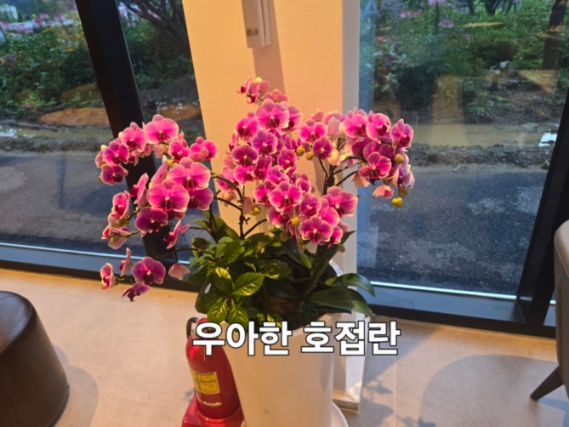호접란 키우기, 꽃말과 관리법, 오래 꽃피우는 실내식물
