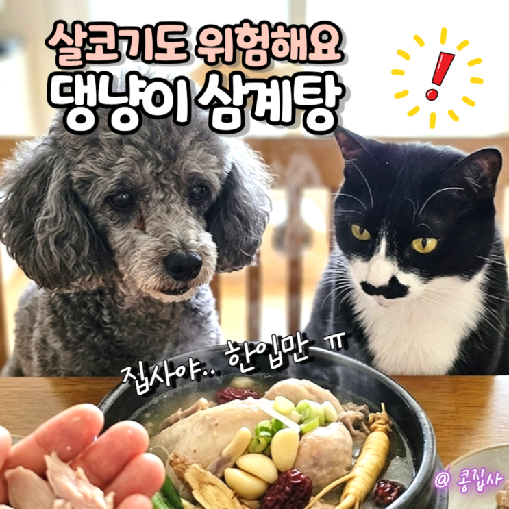 고양이 강아지 <b>삼계탕</b>, 살코기만 발라줘도 안심할 수 없는 이유!