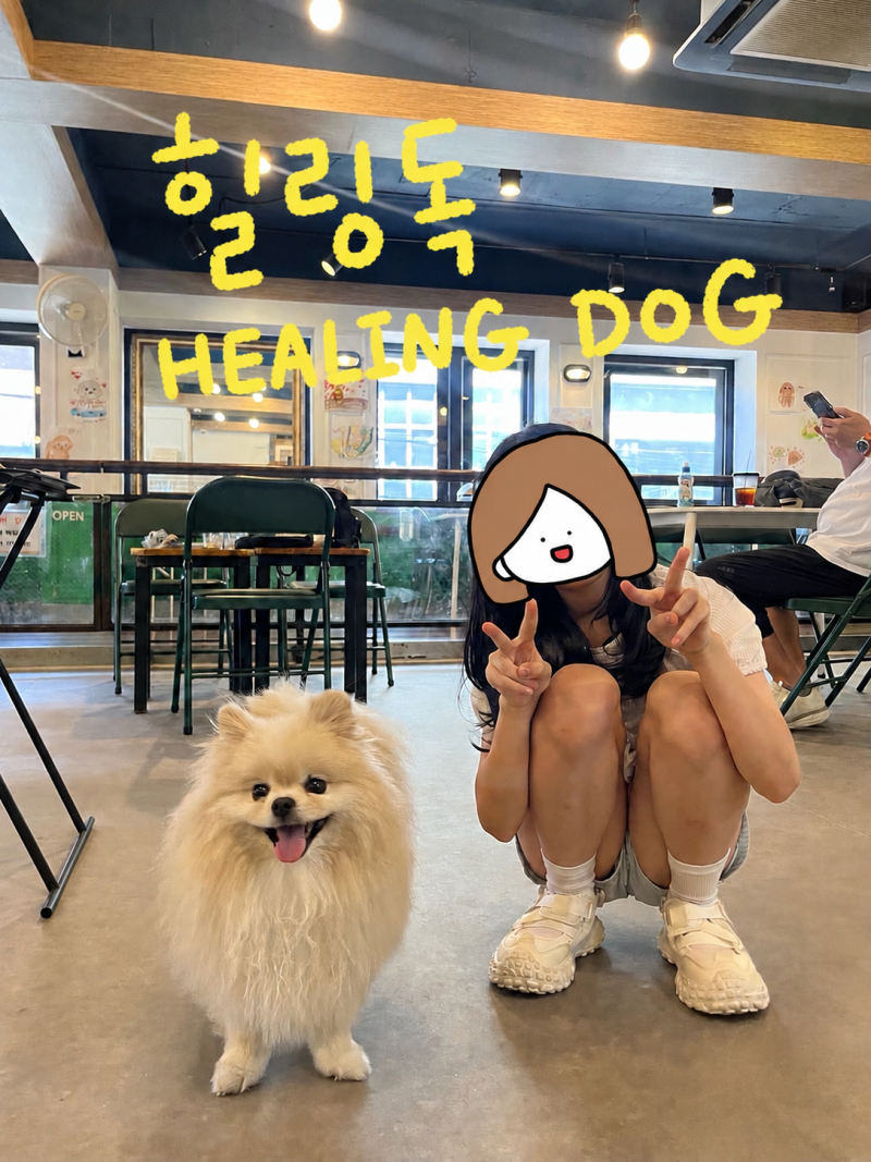 대구 힐링독 - 동성로 강아지카페 후기, 여름방학 아이랑 가볼만한 곳