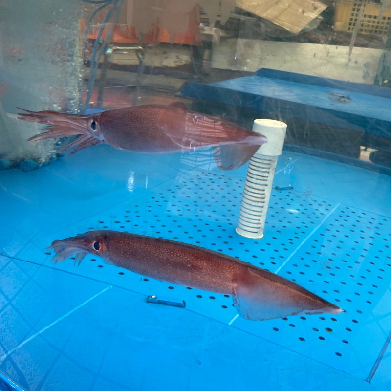 오징어 칼로리 몇 kcal? 단백질 함량 얼마나 될까?