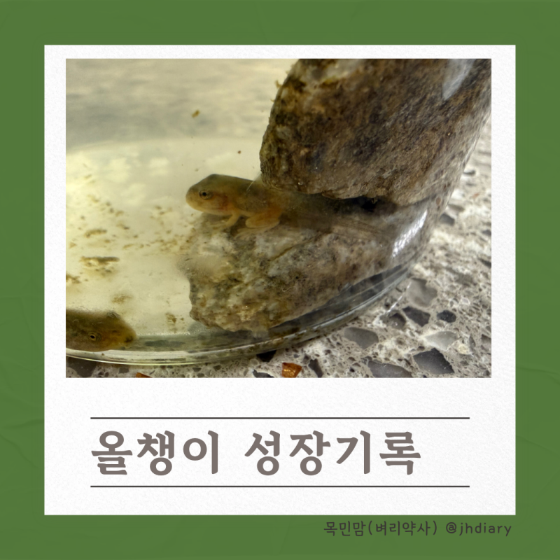 올챙이 키우기 | 뒷다리, 앞다리 발달