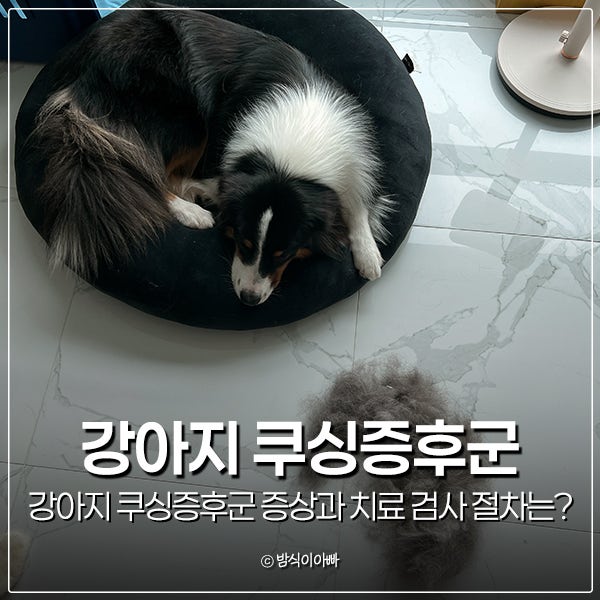 강아지 쿠싱증후군 증상과 치료 검사 절차는?