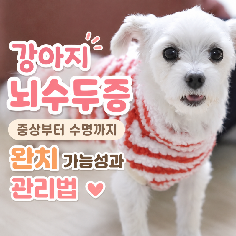 강아지 뇌수두증 증상부터 수명까지, 완치 가능성과 관리법