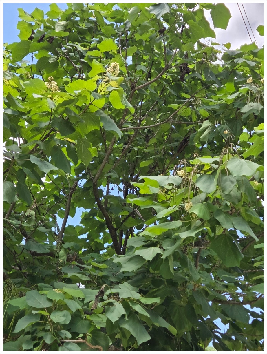 백운산 사진 1