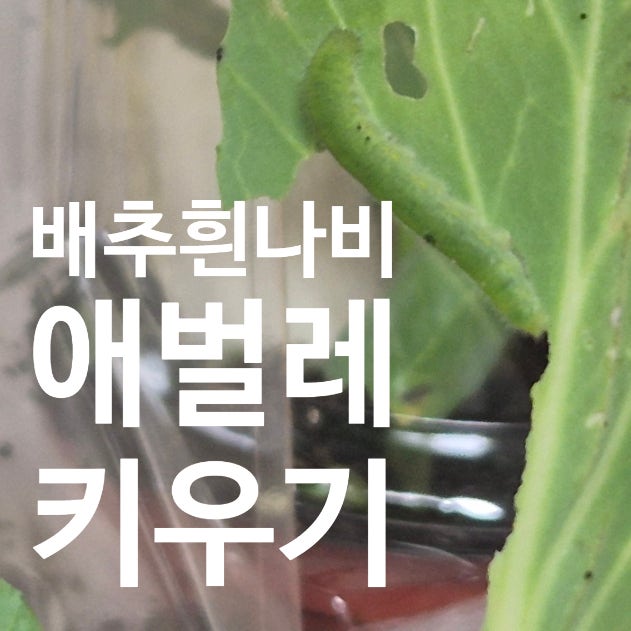 배추흰나비 애벌레 키우기 3주 기록｜알부터 나비까지, 성공과 실패 모두 배운 생명교육