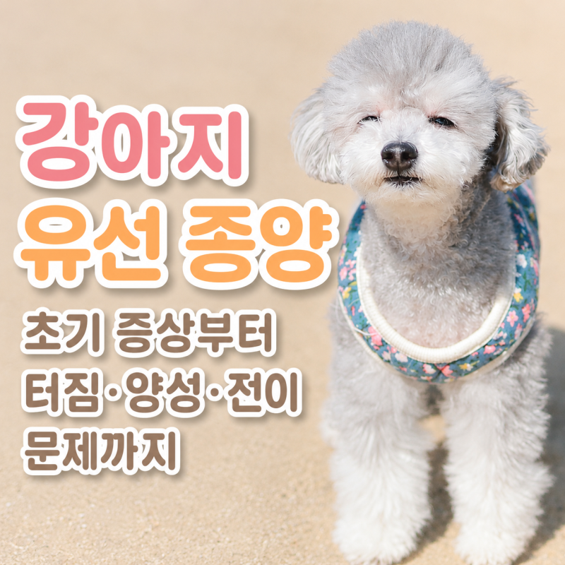 강아지 유선 종양 증상 초기부터 터짐, 양성, 전이 문제까지