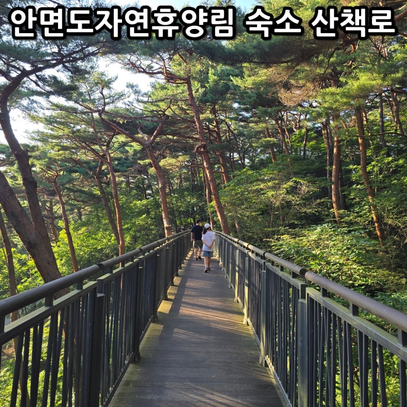 태안 안면도 자연휴양림 숙소 숲속의집 산책로 안면도수목원 태안 여행 코스