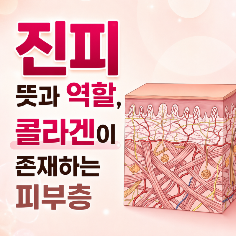 진피 뜻과 역할, 콜라겐이 존재하는 피부층
