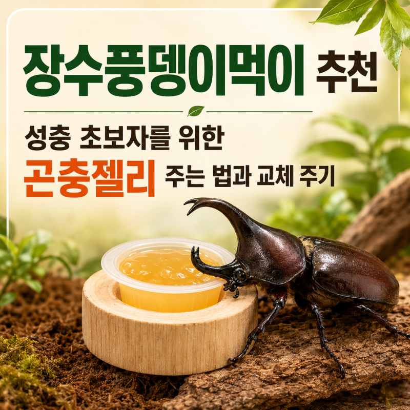 장수풍뎅이먹이 추천, 성충 초보자를 위한 곤충 젤리 주는 법과 교체 주기