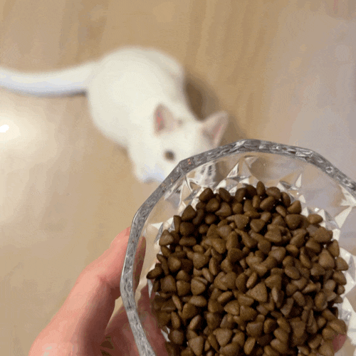인디고 바이오뉴트리션 키튼 아기고양이 유산균 사료