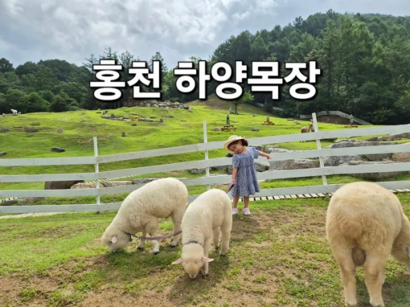 [홍천 아이와 가볼만한곳] 비발디파크 근처 하양목장 양 먹이주기 체험, 목동체험 꿀팁