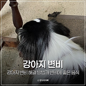 강아지 변비 해결 방법과 변비에 좋은 음식