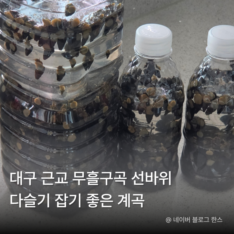 대구 근교 물놀이 명소 무흘구곡 선바위, 다슬기 잡기 좋은 계곡