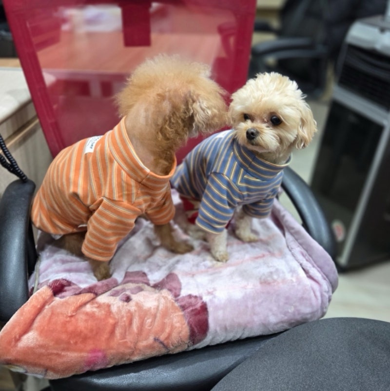 노견이라 괜찮은 줄 알았는데… 강아지 치매 초기 증상 7가지