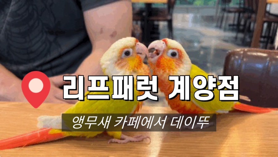앵무새카페 리프패럿 계양점 사진 1