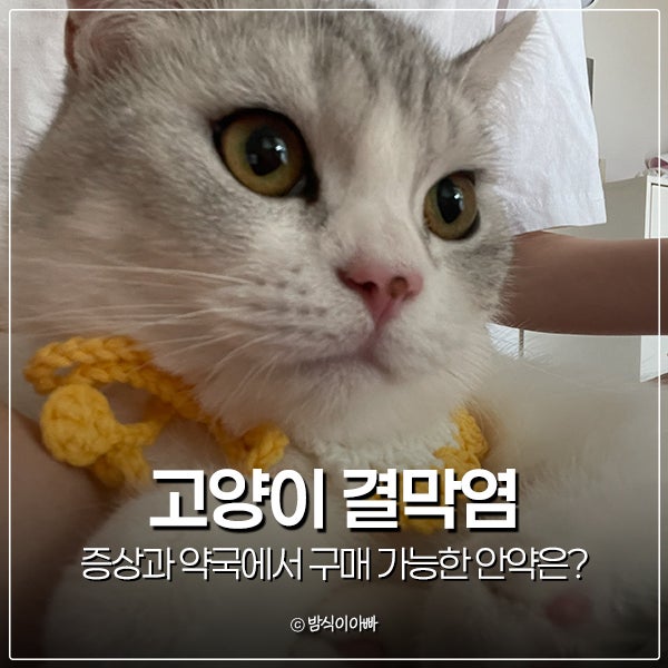 고양이 결막염 증상과 약국에서 구매 가능한 안약은?