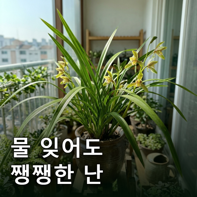 "물 까먹어도 쨍쨍" 초보 추천 동양란 BEST 3