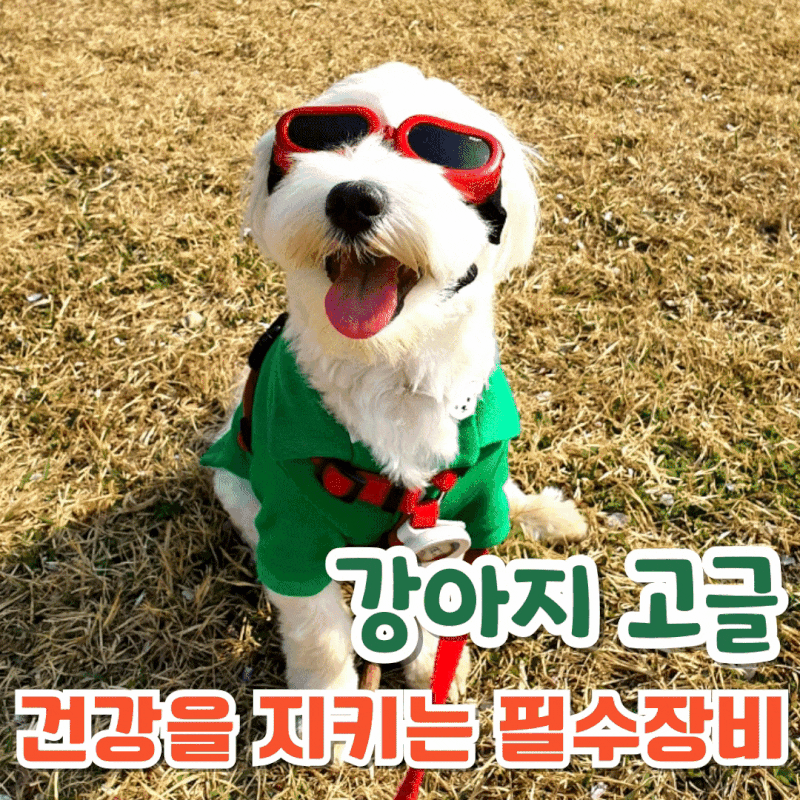 강아지 고글 선글라스 단순 멋내기용? 눈 건강 지키는 필수 용품인 이유