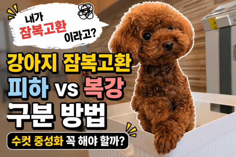 강아지 잠복고환, 수컷 중성화 꼭 해야 할까? 까코는 어떻게 피하 잠복고환을 알았을까요?