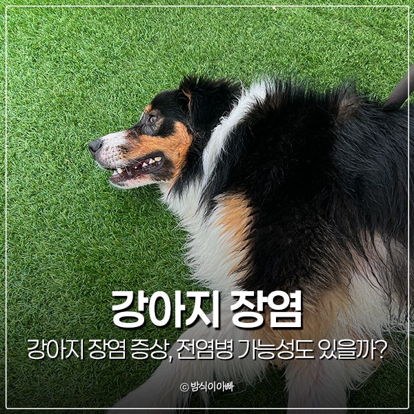 강아지 장염 증상, 전염병 가능성도 있을까?