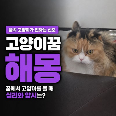 고양이꿈 해몽, 꿈에서 고양이를 볼 때 심리나 암시는?