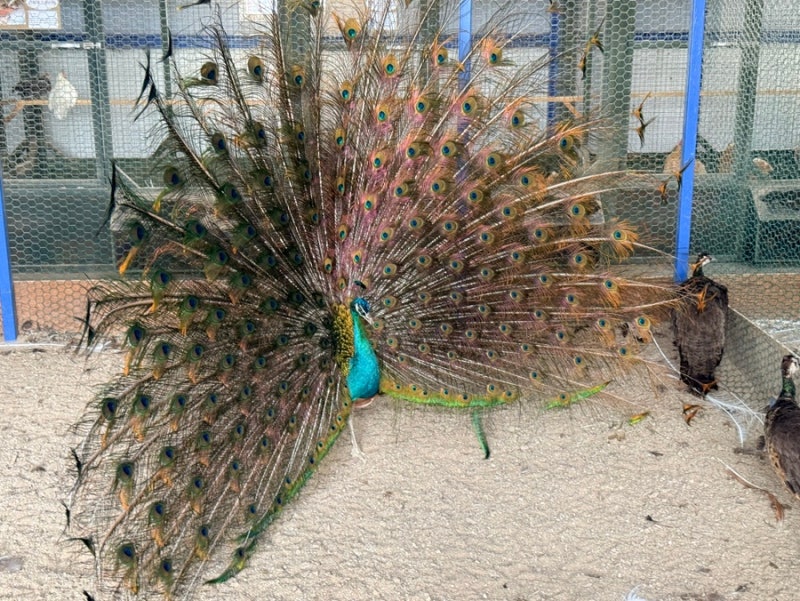 꼬꼬체험관 주말 먹이주기부터 알줍기, 동물복지까지 감동했던 하루 일산 동물체험