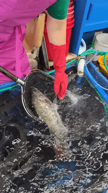 広安里刺身テイクアウト 民楽活魚センター慶浦商会 - サービス満点のお店、夏といえばスズキ！コスパ最高の刺身テイクアウト