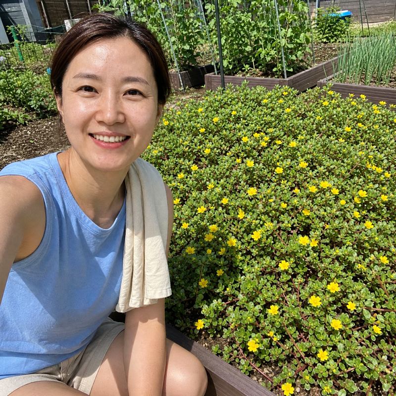 "한 달 마셨더니 만성 소화불량이 나아졌어요" 쇠비름 효소 효능과 황금 비율