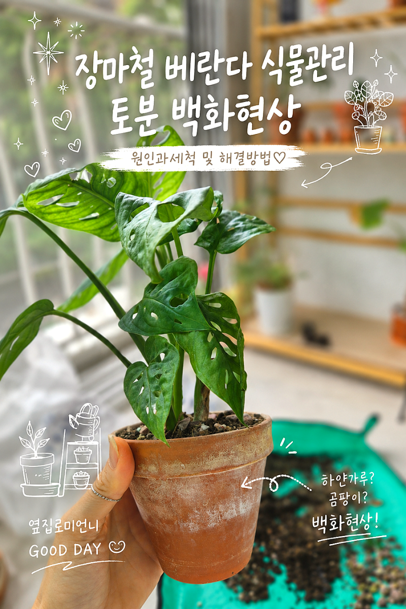 장마철 식물 관리ㅣ토분 백화 현상 원인과 세척법