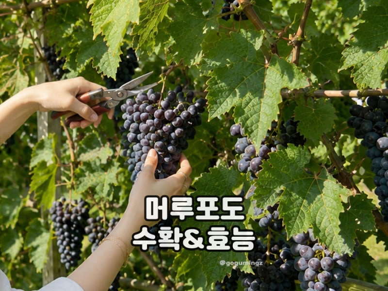머루포도 수확시기 효능과 먹는법 나무 키우기