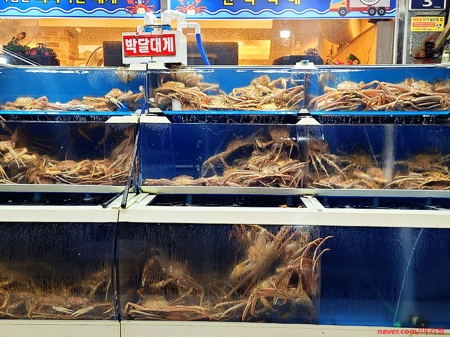 국미대게 사진 4