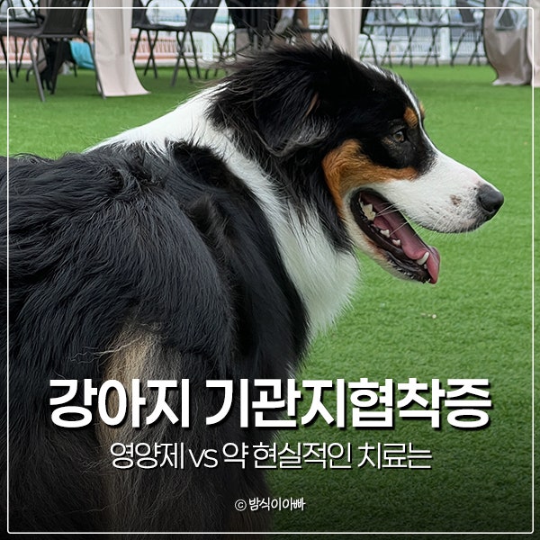 강아지 기관지협착증 영양제 vs 약 현실적인 치료는