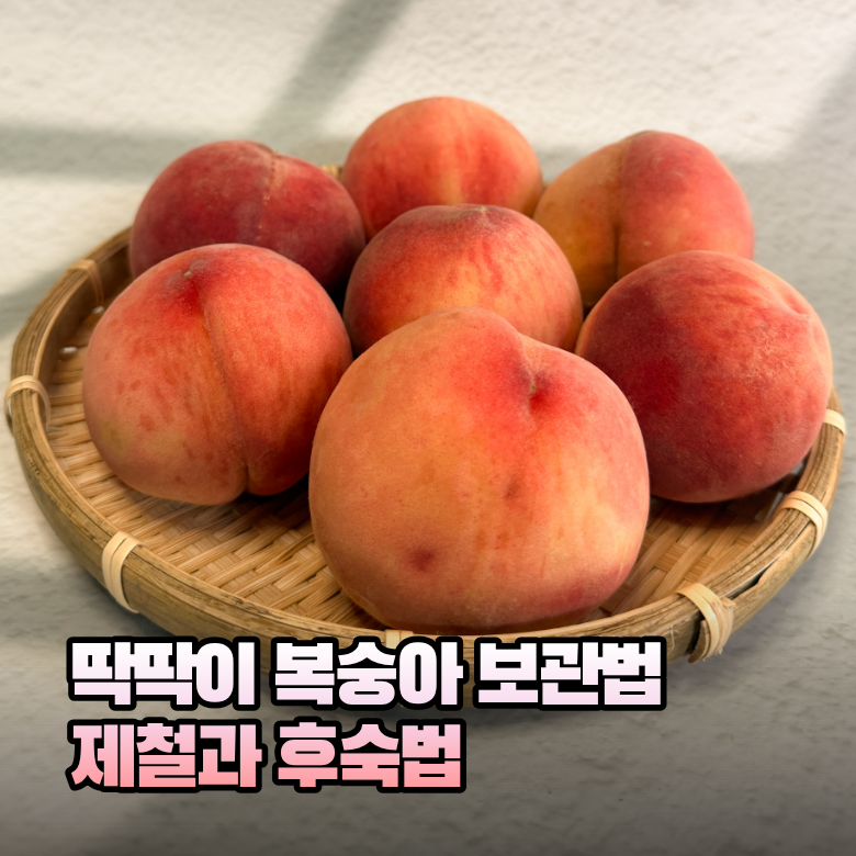 딱딱이복숭아 보관법 후숙 언제까지 해야 할까?