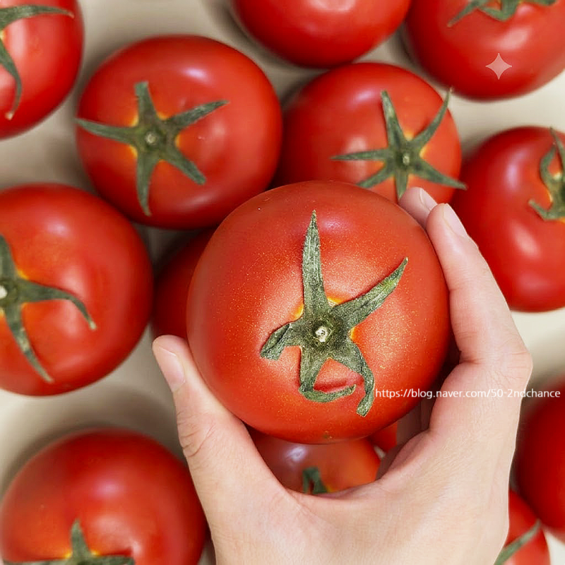 완숙 토마토 보관법｜찰토마토 냉장보관 언제부터? 오래 신선하게 보관하는 꿀팁