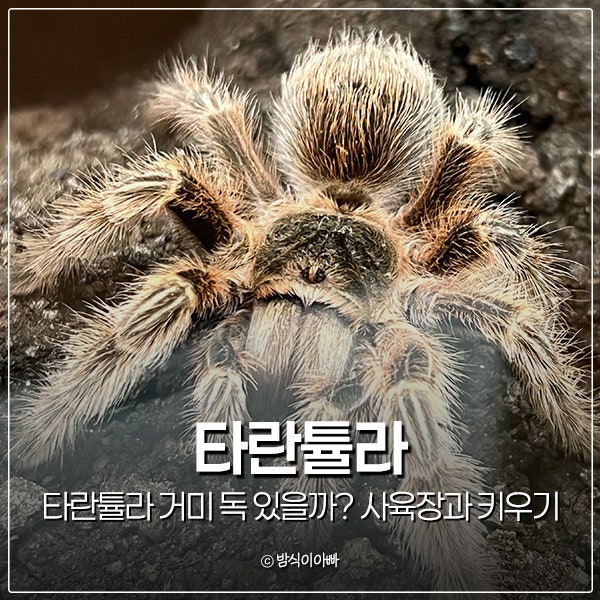 타란튤라 거미 독 있을까? 사육장과 키우기 정보
