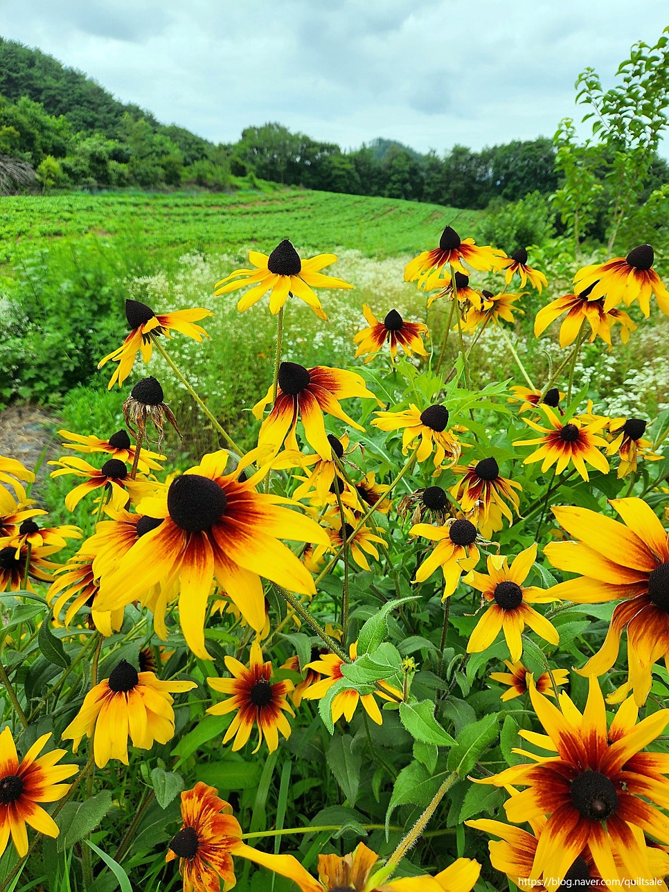 태화산 사진 6