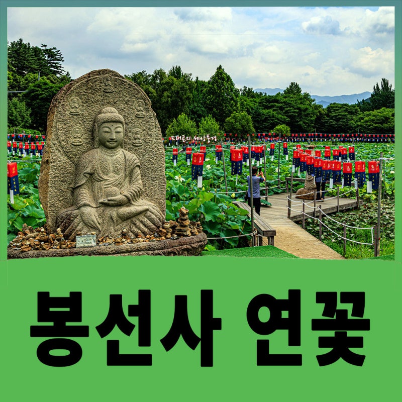 남양주 봉선사 연꽃 7.24 개화상황｜2026 봉선사 연꽃축제, 주차정보