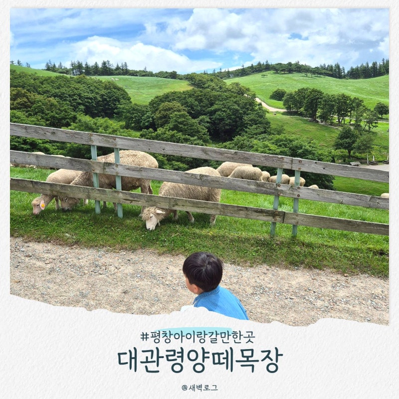 대관령양떼목장 여름 방문 후기 (아이랑 소요시간 건초주기 체험)