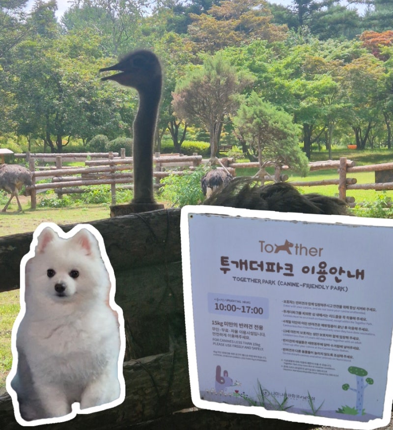 [춘천/가평] 강아지랑 남이섬 입장부터 닭갈비까지! 반려견 동반 남이섬 완벽 정복 후기