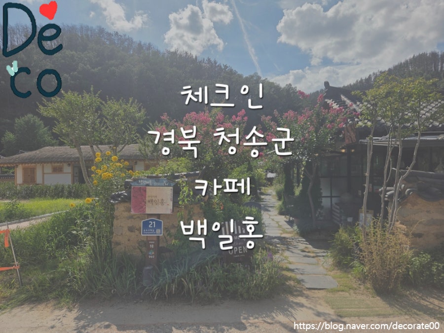백일홍 사진 1