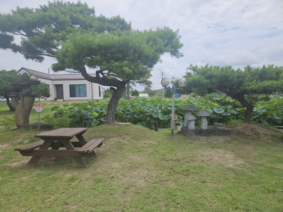연꽃이야기 사진 4