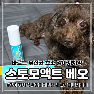 강아지입냄새 잡는 반려동물 바르는 치약 추천 시그니처바이 바르는 치약 효소 베오
