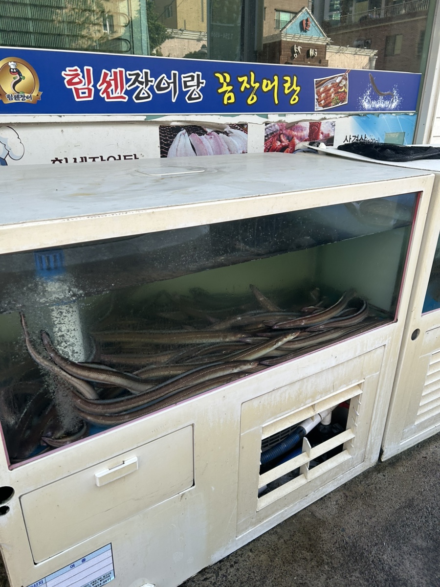 힘센장어랑꼼장어랑 사진 4