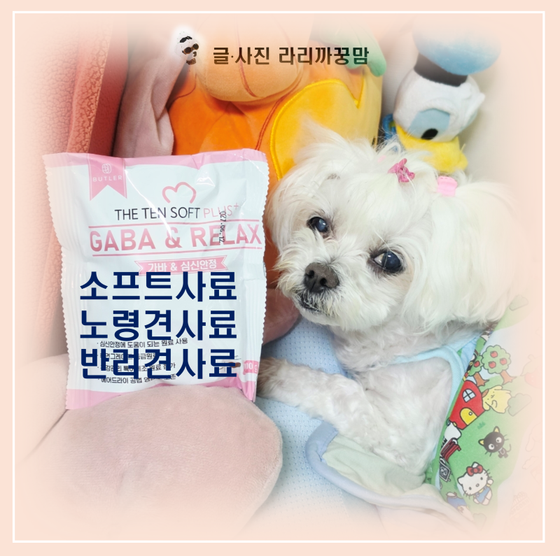 딱딱한 건사료 거부하는 노견 필수! 부드러운 소프트사료 선택해야 하는 이유