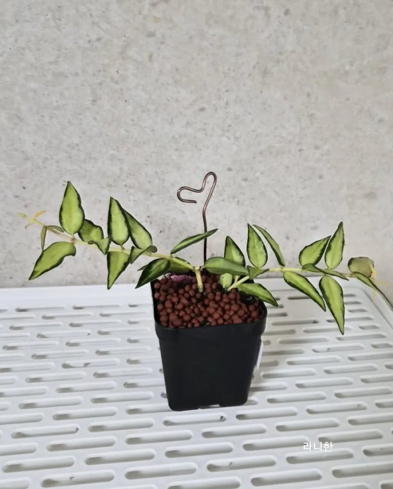 흙을 털어내고 반수경재배 호야 벨라 루이부아의 반수경 재배 호야 반수경재배로 여름나기
