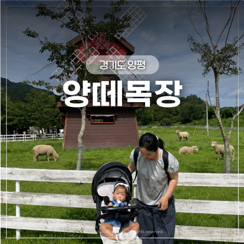 홍천 비발디파크 근처 아기랑 가볼만한곳, 예약 없이 당일치기 좋은 양평 양떼목장