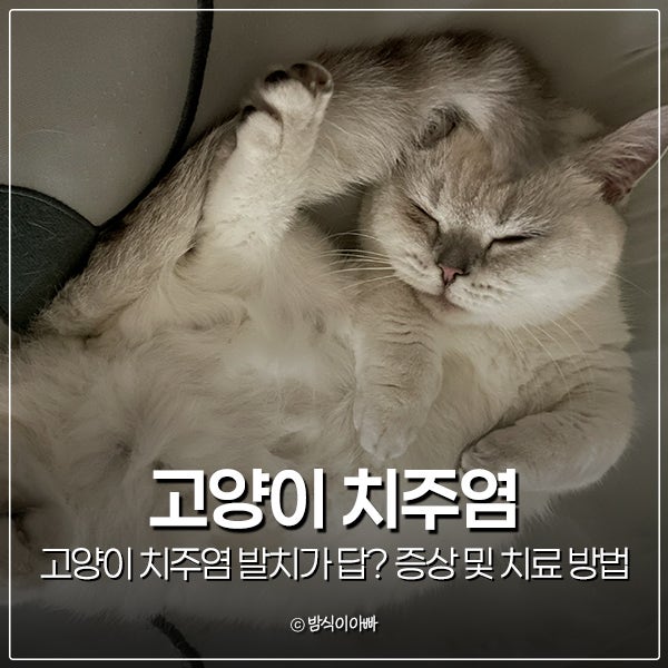 고양이 치주염 발치가 답? 증상 및 치료 방법