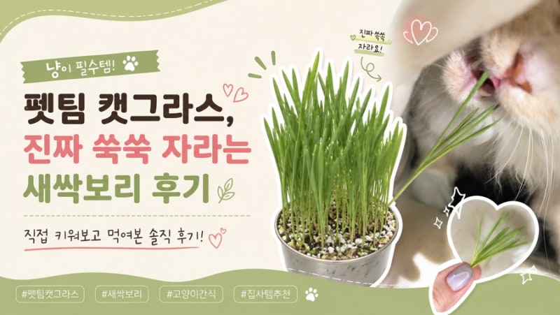 펫팀 캣그라스 재배키트 후기｜새싹보리·새싹귀리 키워보니 진짜 잘 자람ㅋㅋ