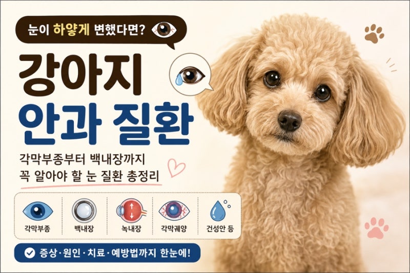 강아지 눈이 하얗게 변했다면? 각막부종부터 백내장까지 꼭 알아야 할 안과 질환